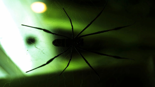How I learned to stop worrying and love the radioactive spiderwebs
